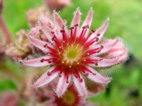 Sempervivum tectorum